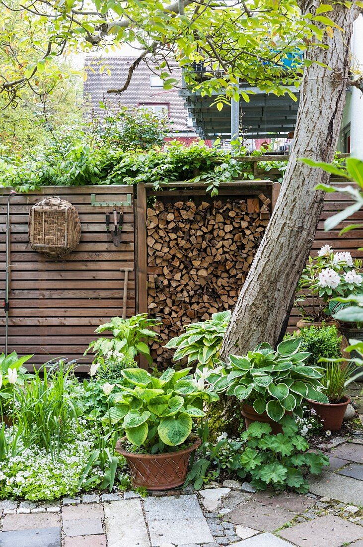 White flowers and foliage plants in front of stacked firewood and screen fence in garden