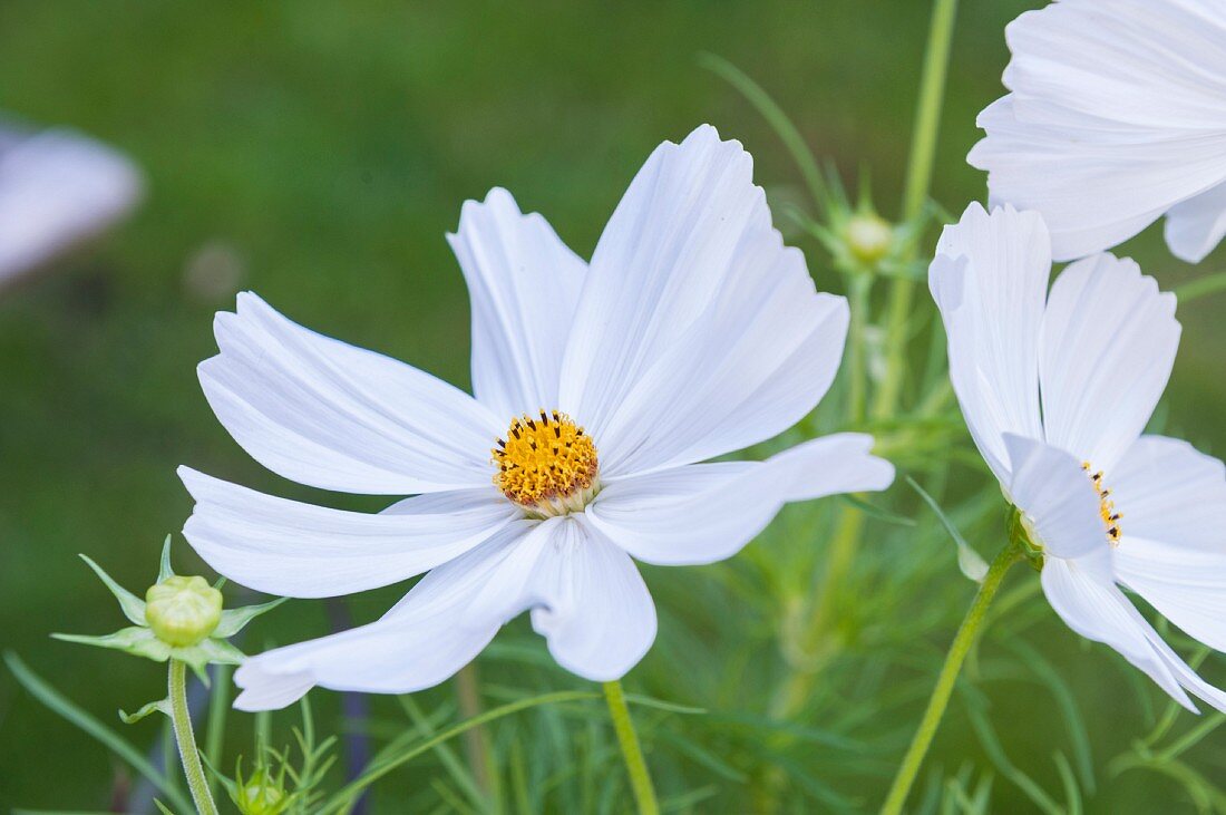 White cosmos