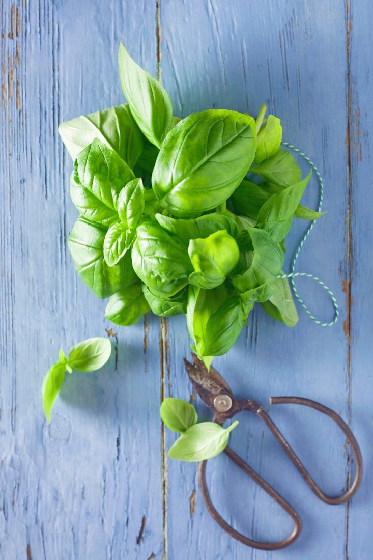 A bunch of basil on a blue wooden background