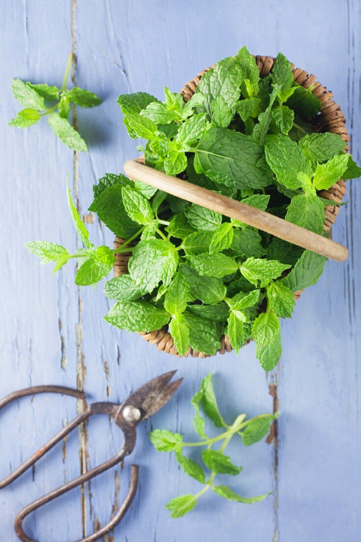 Mint in a basket on a blue wooden background