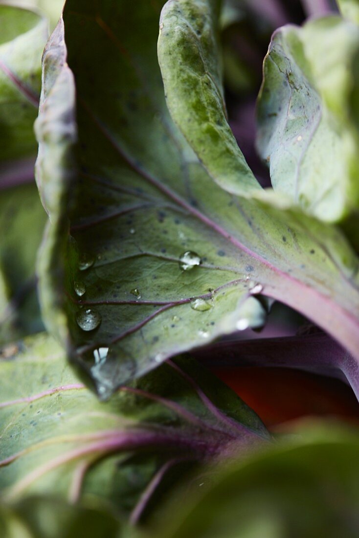 Rosenkohlblätter mit Wassertropfen