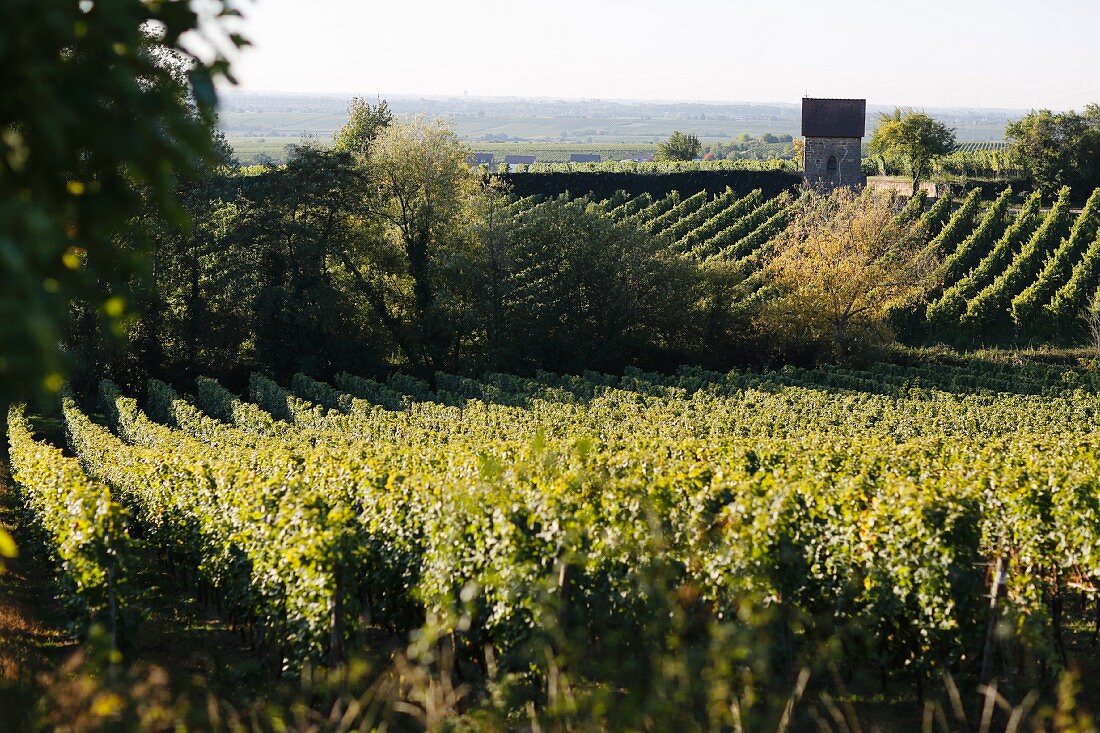 Weinberge in Deidesheim, Rheinland-Pfalz, Deutschland