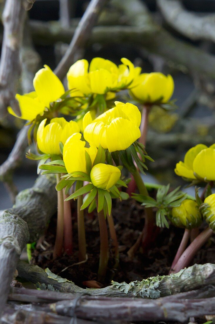 Blühende Winterlinge zwischen bemoosten Zweigen