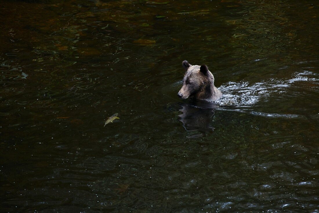Grizzlybär beim Lachs fangen, Glendale Cove, Kanada