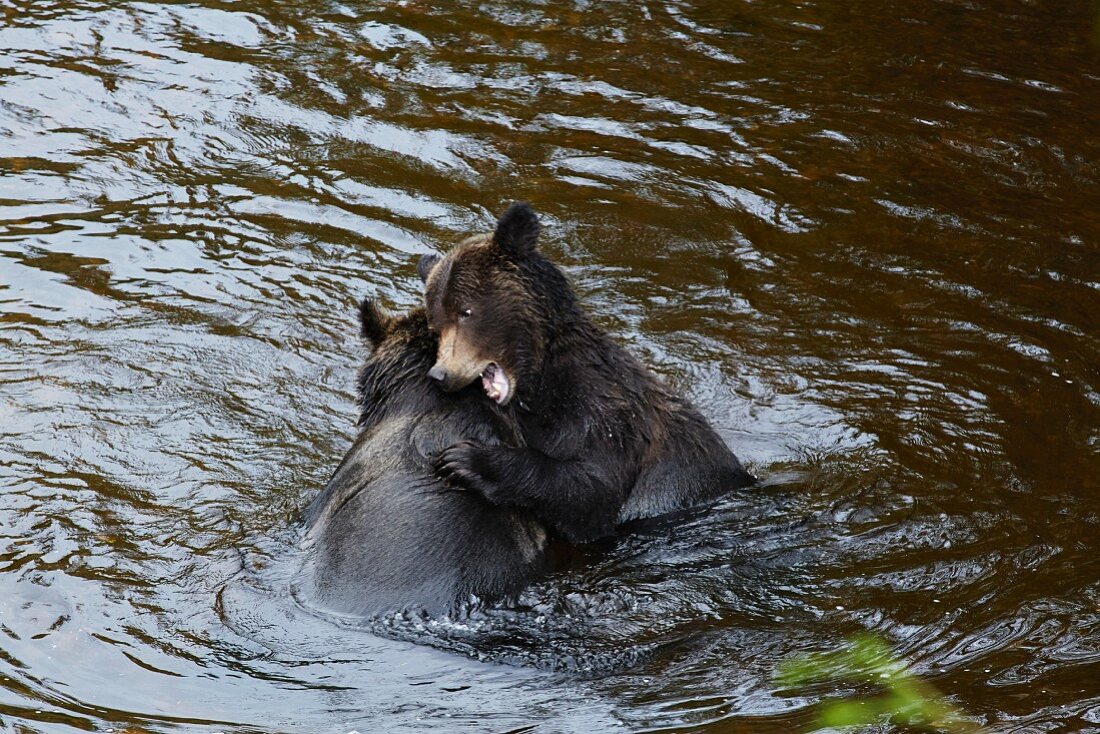 Young grizzly bears play fighting in Glendale Cove, Canada