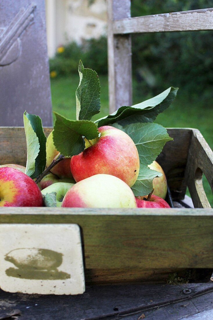 Frische Äpfel in Holzkiste auf Gartenstuhl