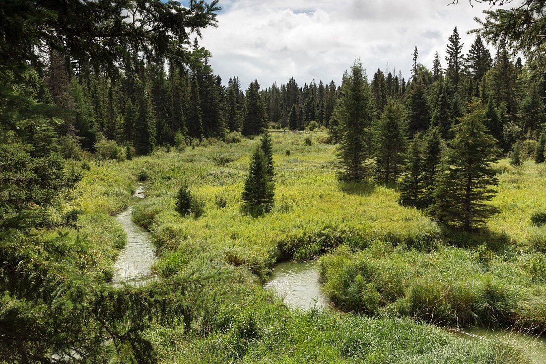 A hiking trail through a forest with a stream running through it in the Mountain National Park, Canada