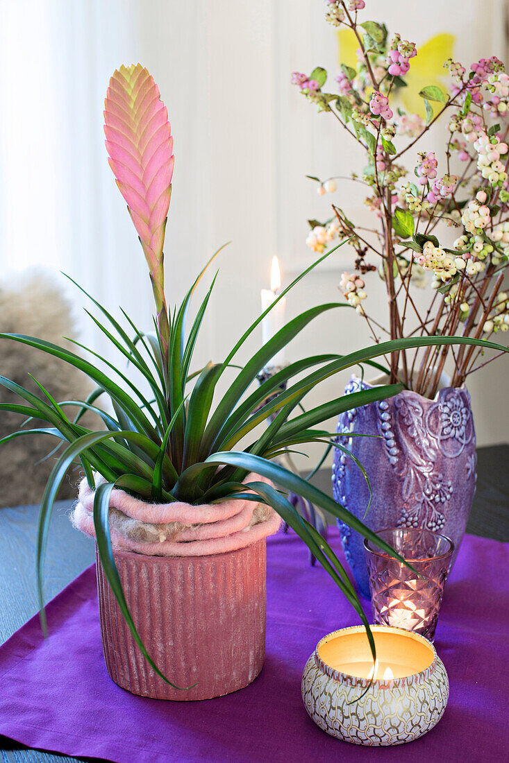 Tillandsie im DIY-Pflanztopf mit Wollstoff, dahinter Schneebeerzweige in Vase