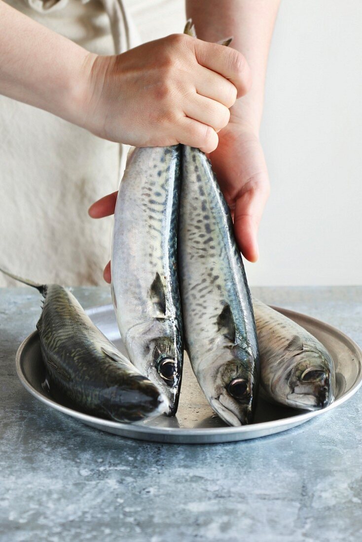 Female hands holding two fresh mackerel fishes