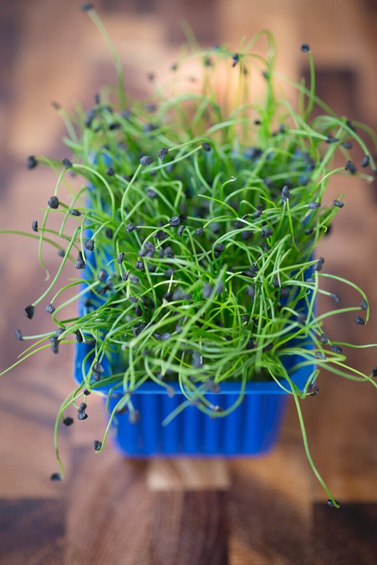 Eine Schachtel mit Rock-Chives-Sprossen