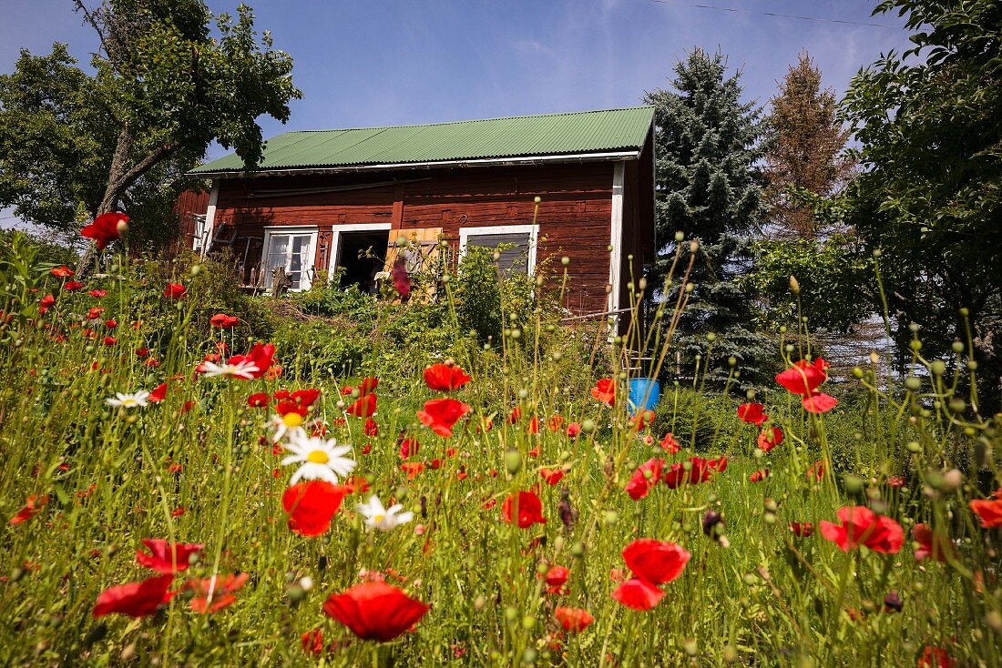 Blooming poppies in front of a typical Swedish house in southern Sweden