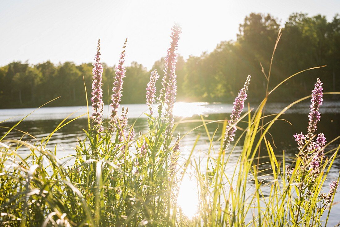 Urlaub am See, Südschweden