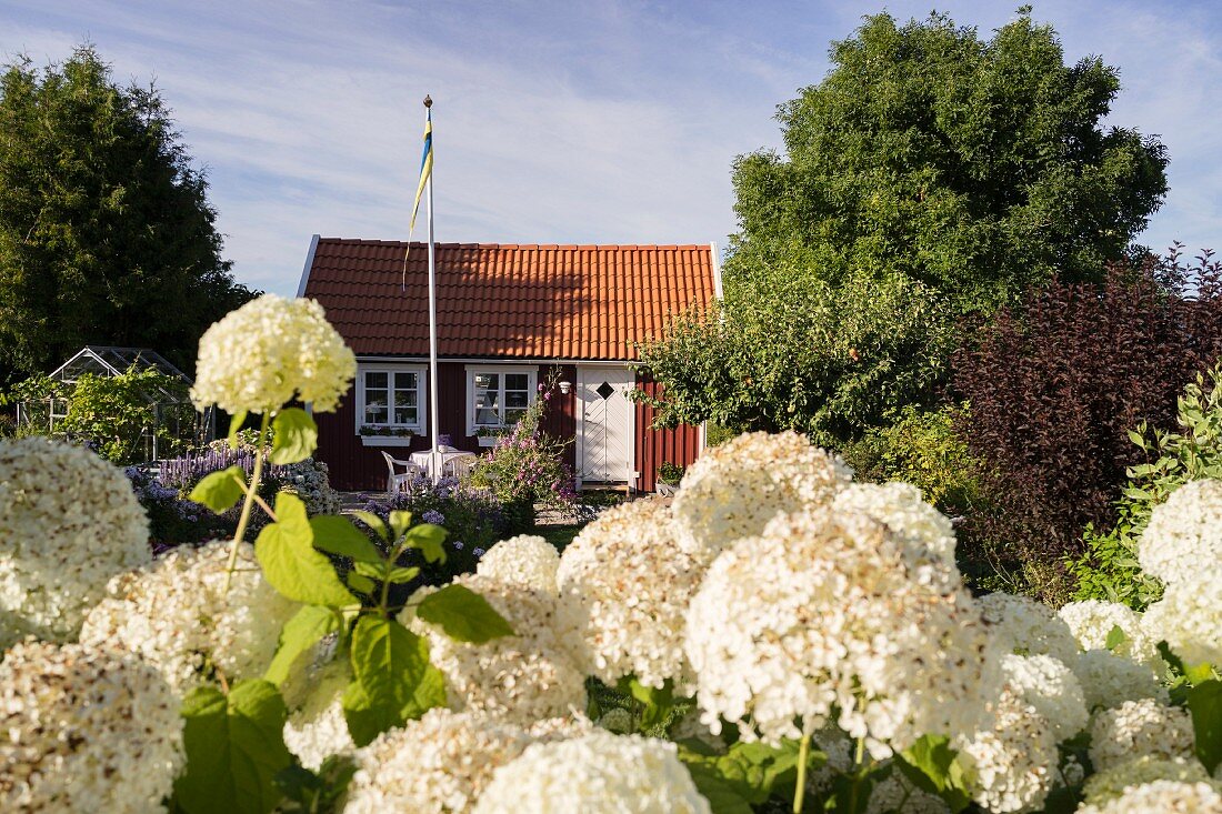Blühende Hortensien vor Schwedenhaus, Südschweden