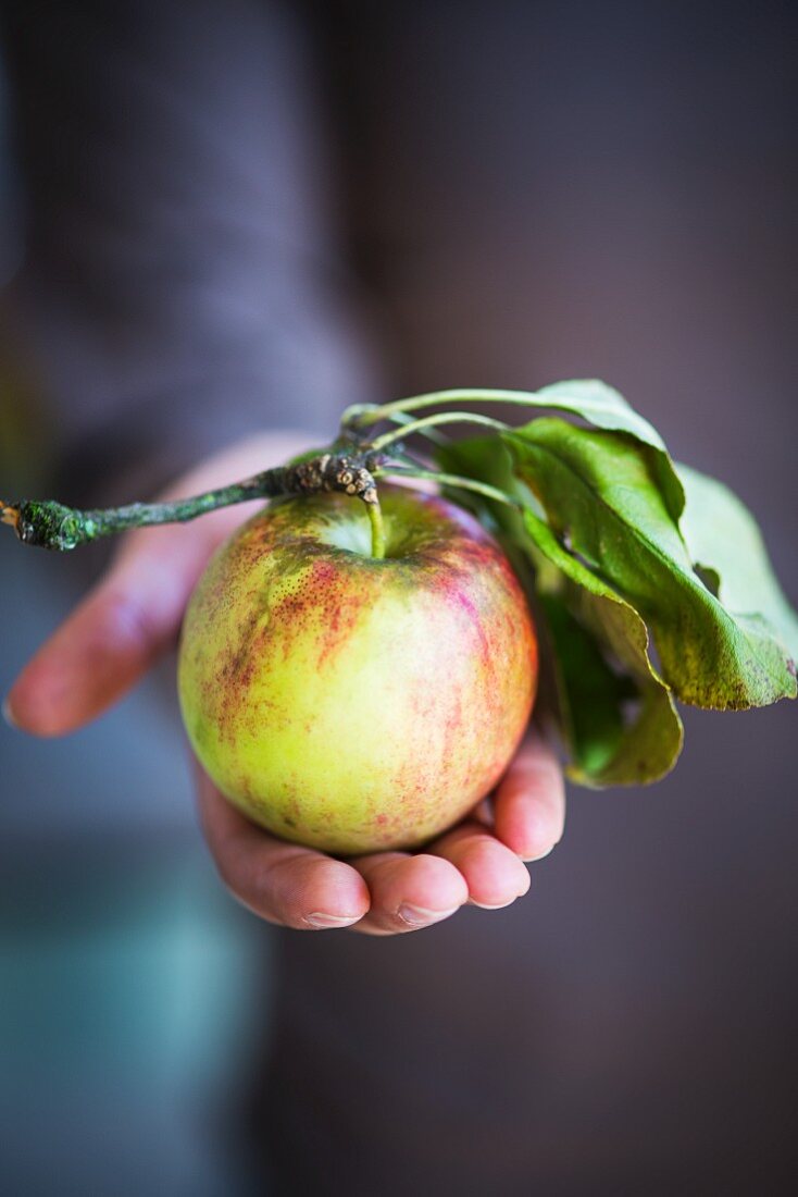 A woman holding an apple with a stem and leaf