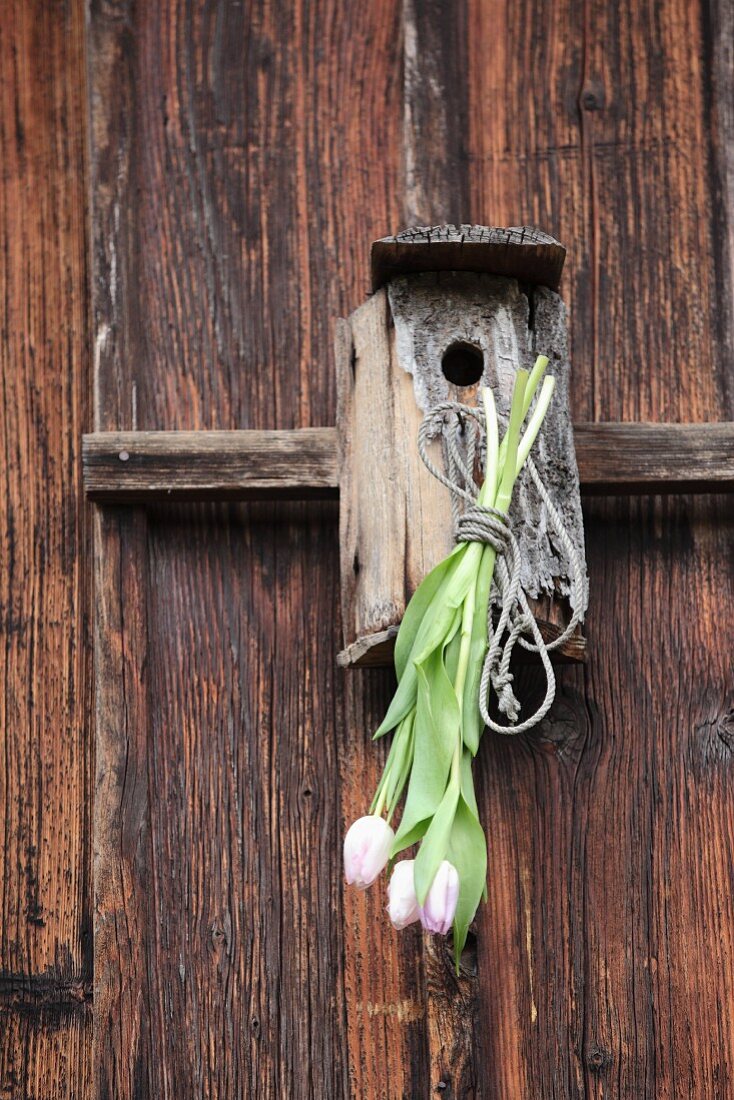 White tulips tied to weathered nesting box