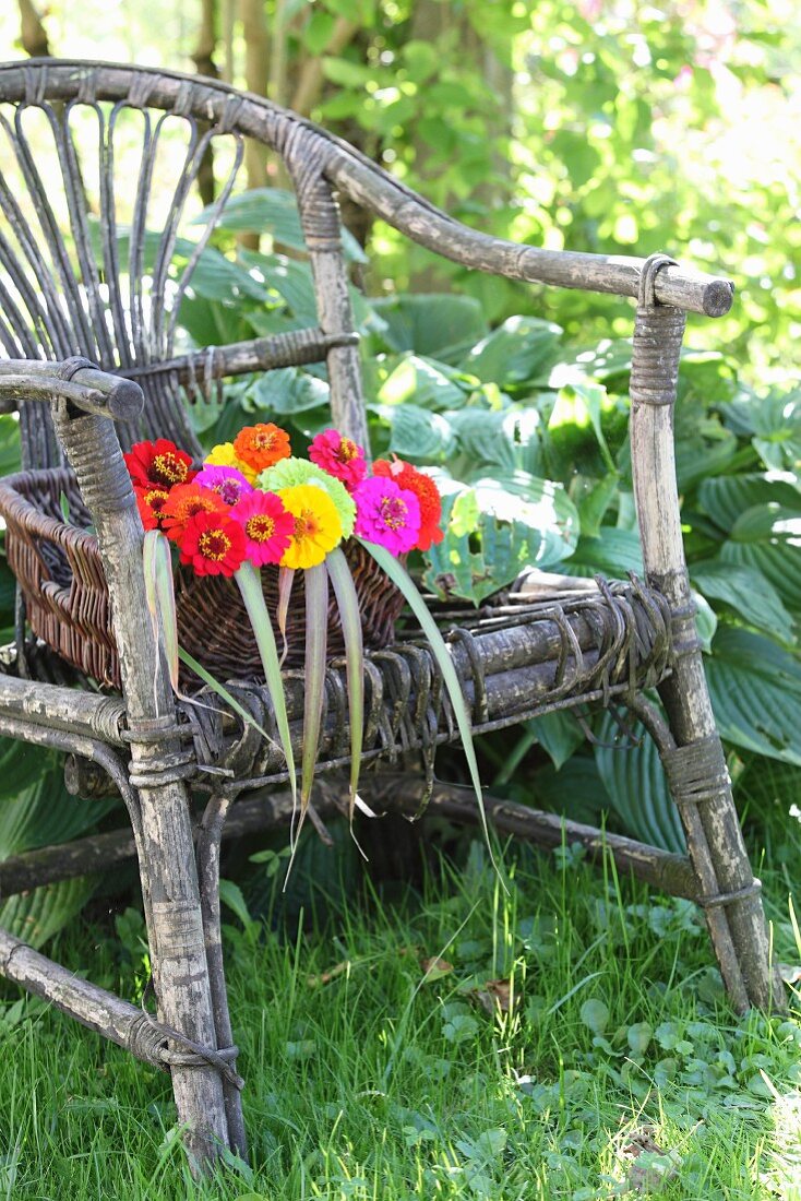 Korb mit bunten Zinnien auf verwittertem Korbsessel im Garten