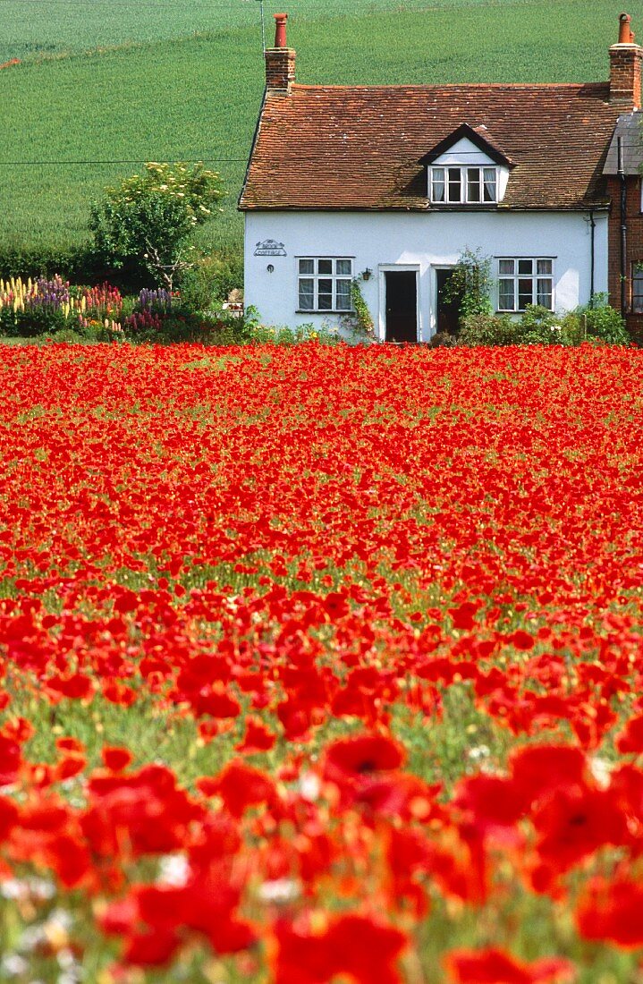 Small cottage at far end of field of red poppies