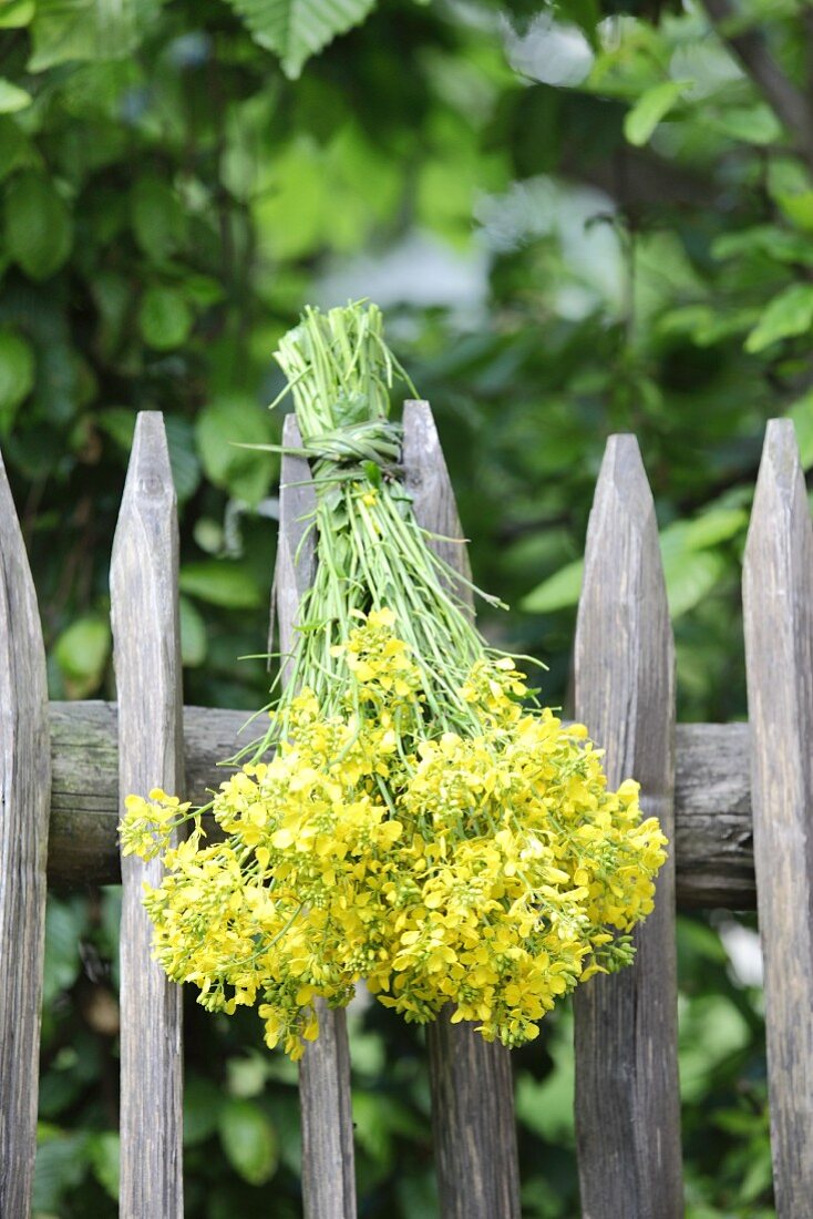Bunch of rapeseed flowers hanging upside down from paling fence