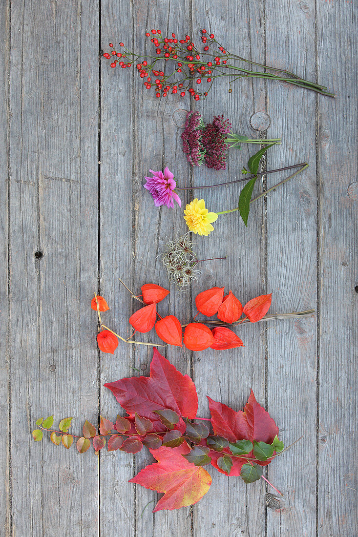 Wilder Wein, Lampionblumen, Dahlien, Fette Henne und Hagebutten