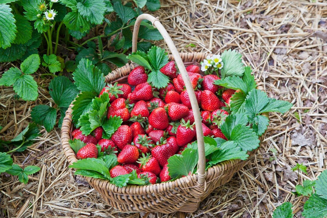 A basket of freshly picked strawberries on a strawberry field