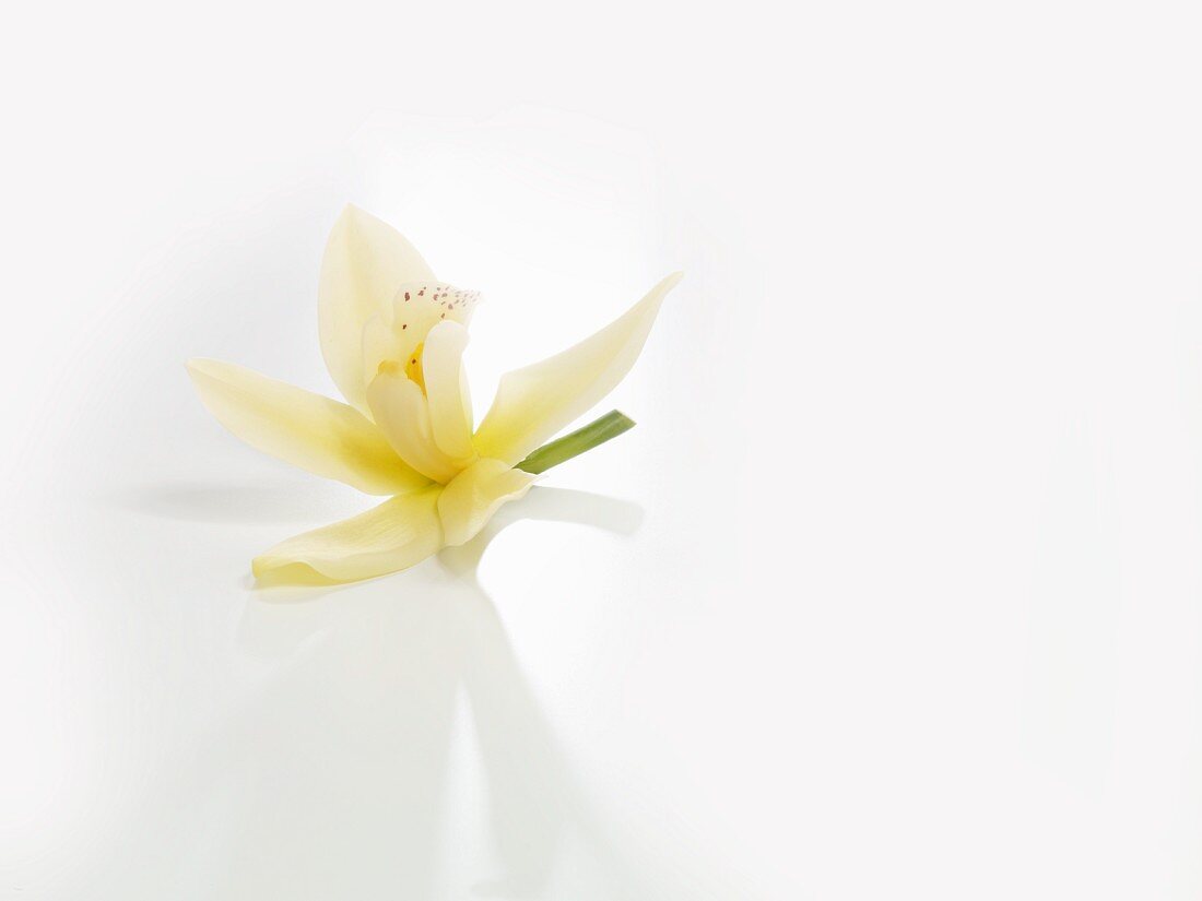 Vanilla blossom on a white background