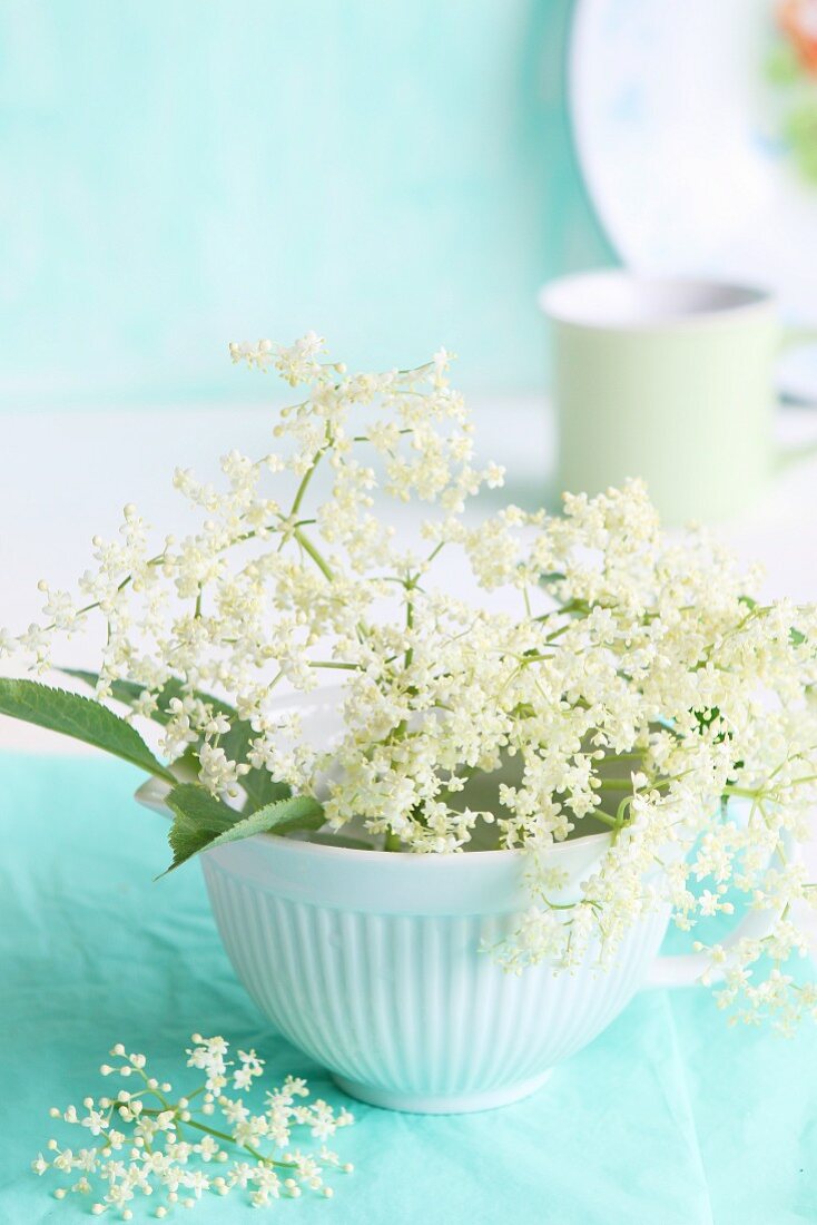 Frische Holunderblüten mit Blättern in weisser Schale vor Kaffeebecher und Emailleteller