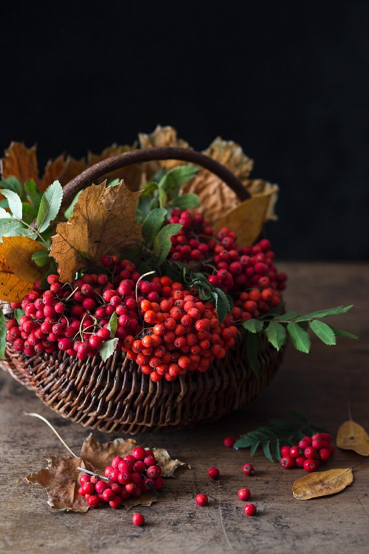 Rowan berries and autumn leaves in a basket