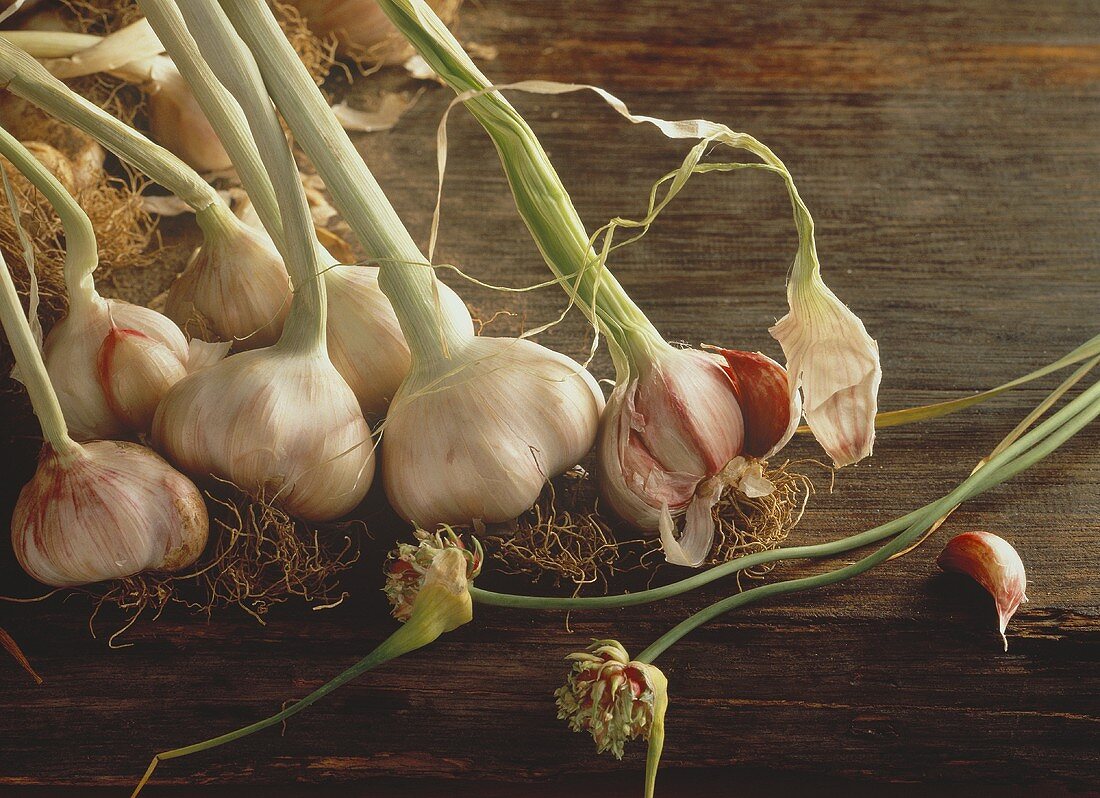 Still Life of Whole Garlic Plants