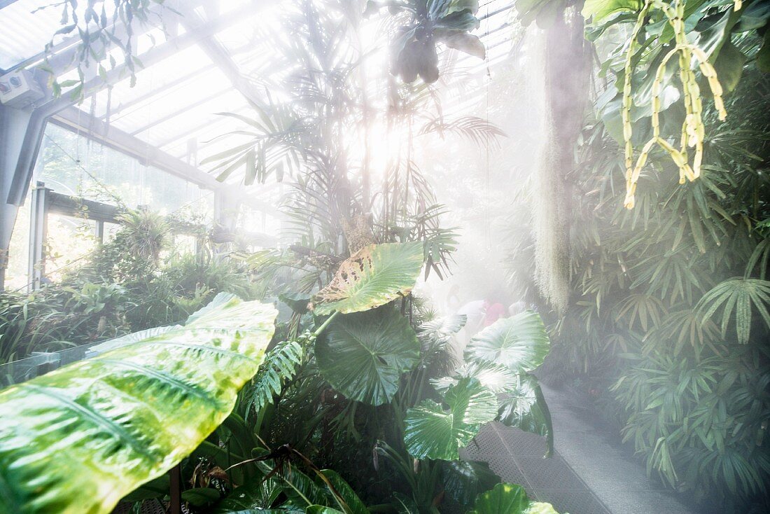 Gewächshaus im botanischen Garten 'Real Jardin Botanico de Madrid', Madrid, Spanien