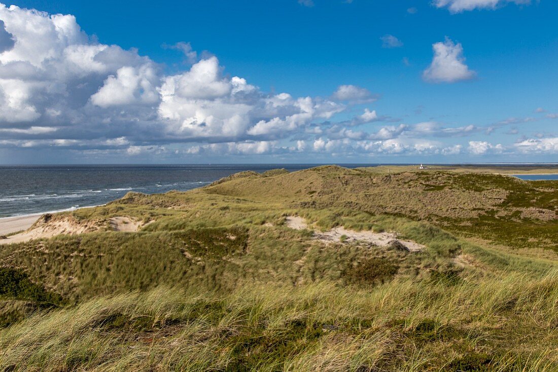 Dunes on the beach on the island of Sylt in Germany