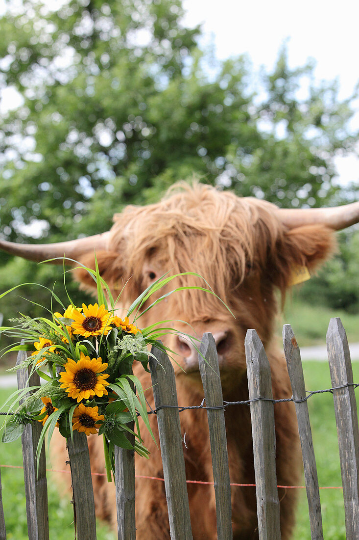 Bouquet of sunflowers on wooden fence in front of calf