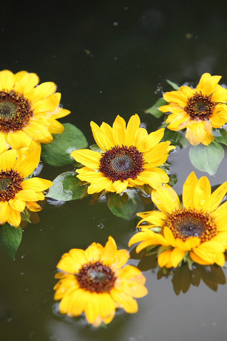 Sunflowers floating in water