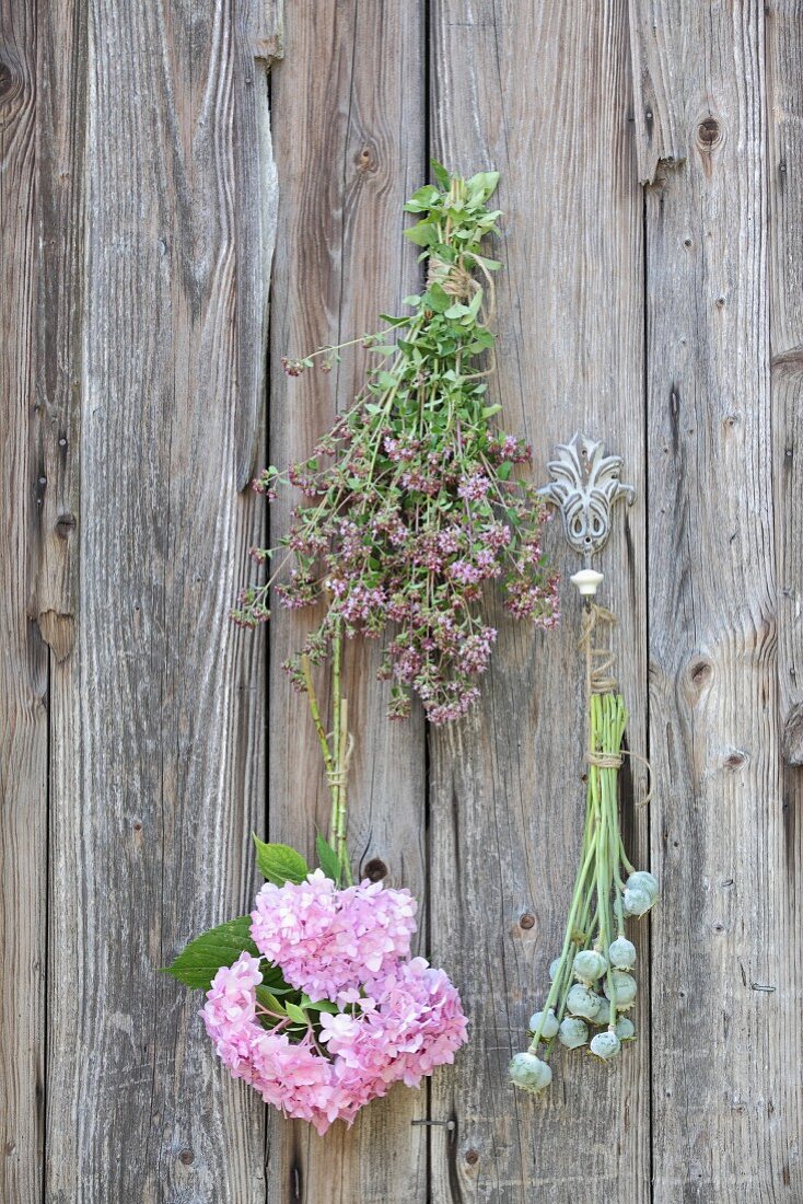 Zum Trocknen aufgehängte Blumen an einer Bretterwand