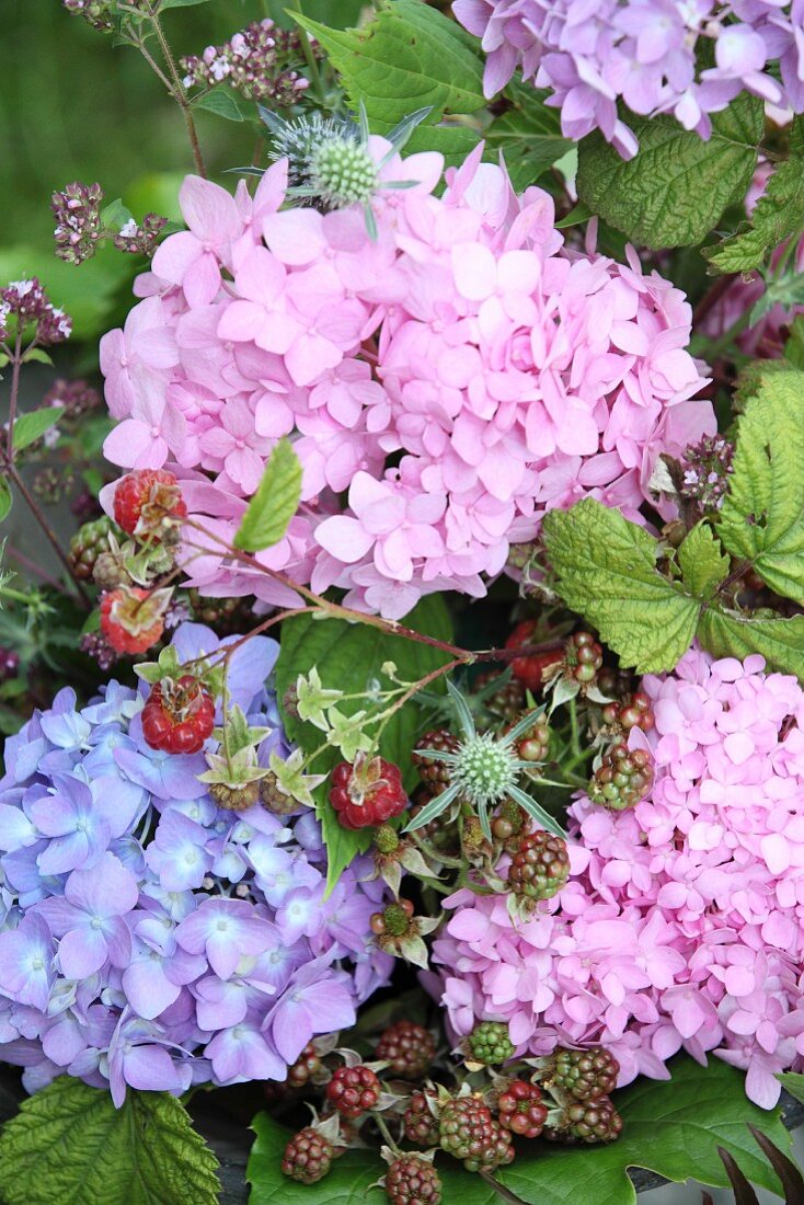 Verschiedenfarbige Hortensien, Beeren und blühender Oregano