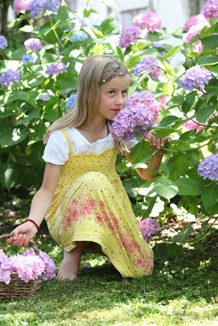 Girl holding basket picking hydrangeas in summer garden