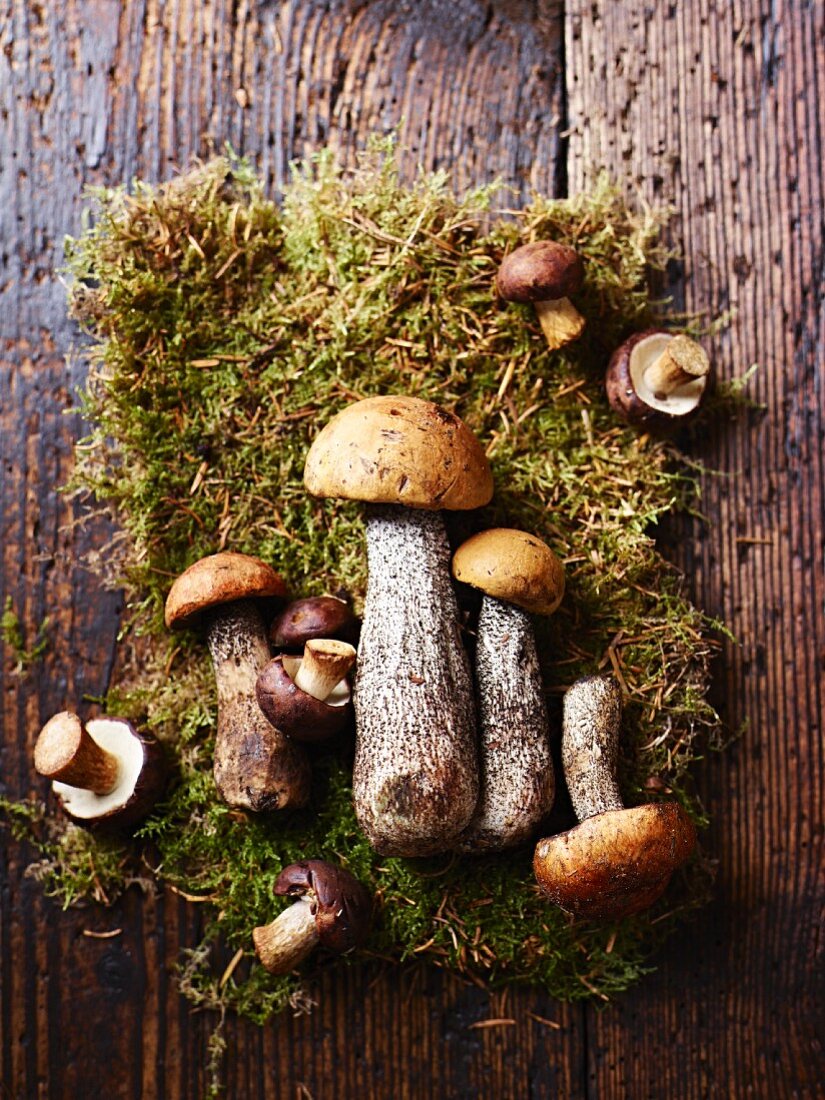 Fresh boletes and chestnut mushrooms on moss (seen from above)