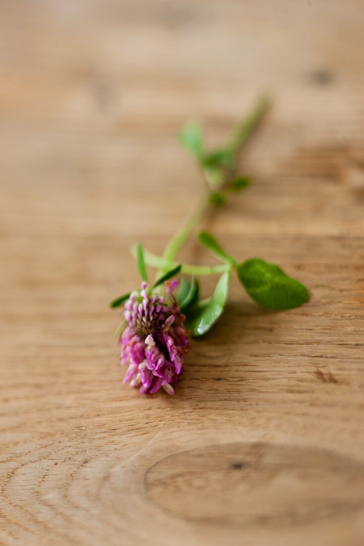 Clover flowers on a wooden background