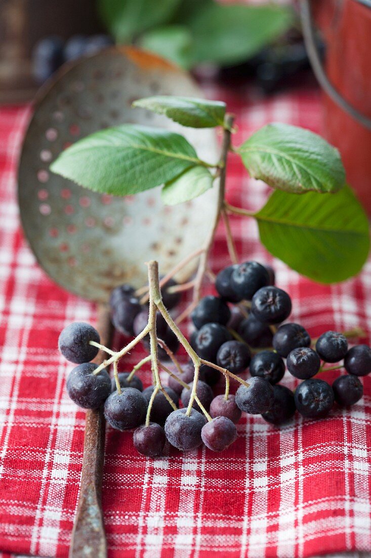 Aronia berries on crockery