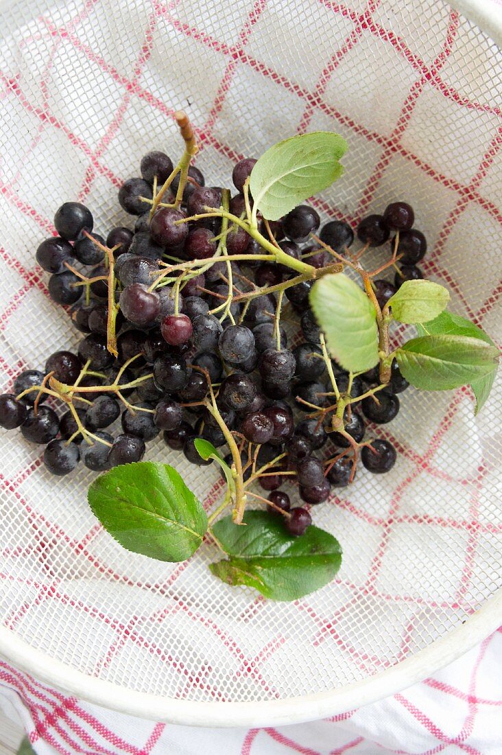 Aronia berries in a sieve (top view)