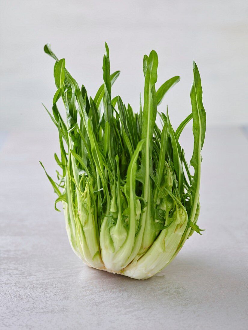 Puntarelle (variety of chicory)