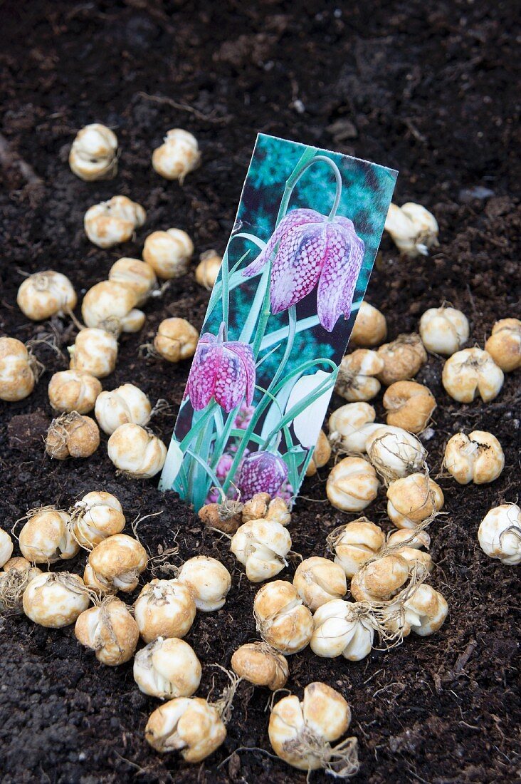 Snake's head fritillary bulbs on soil in garden