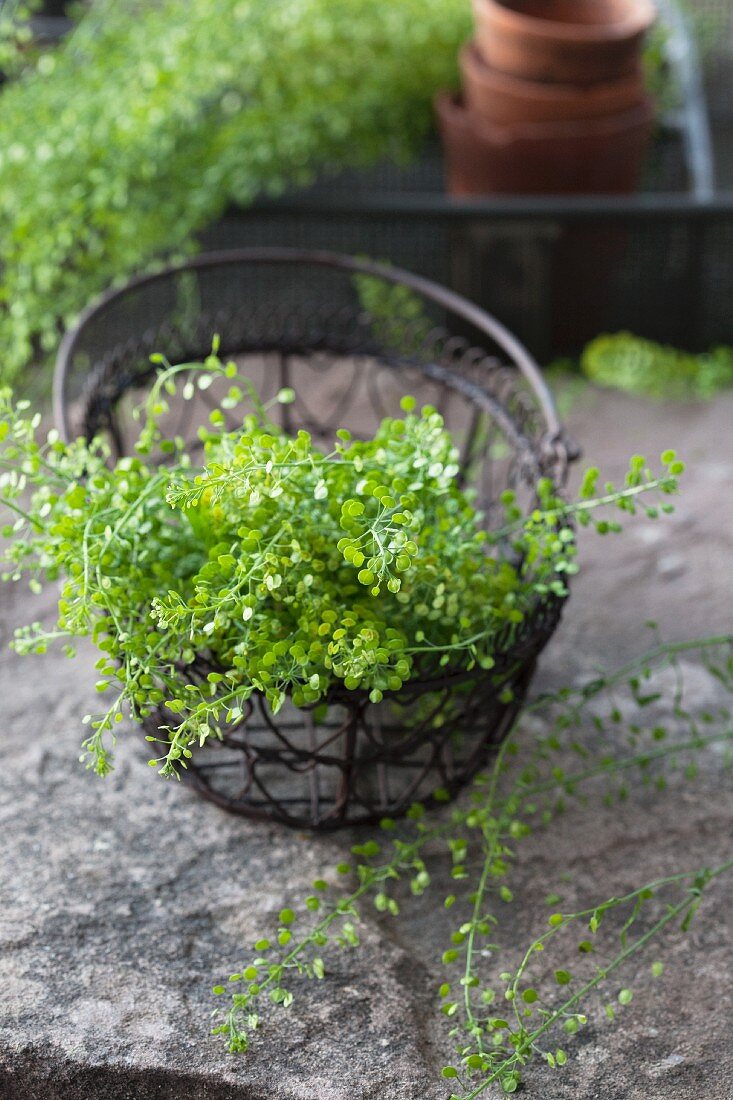 Shepherd's purse in vintage wire basket