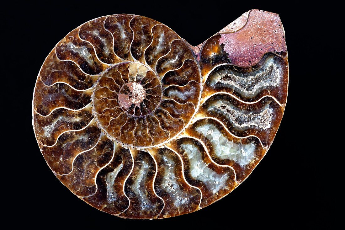 Ammonite cross section