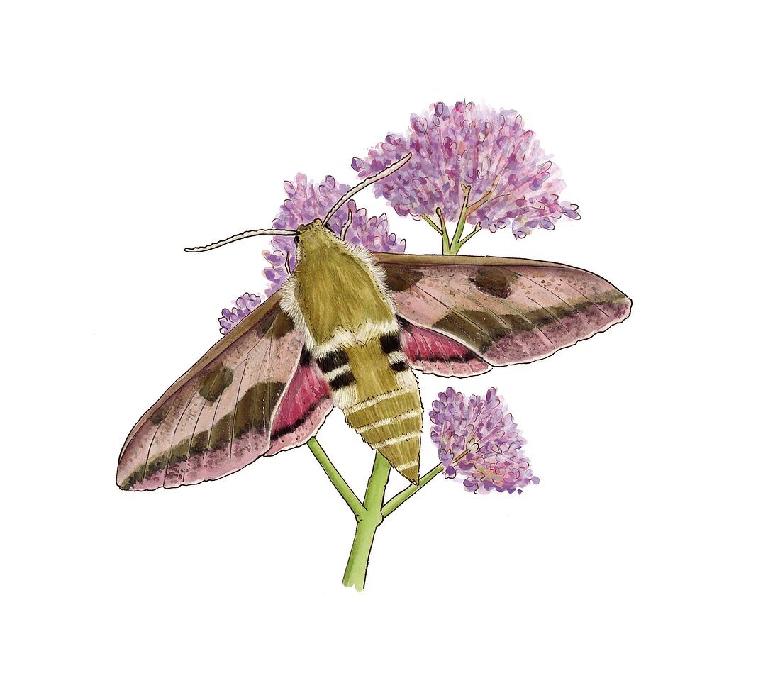 Leafy spurge hawk-moth, illustration