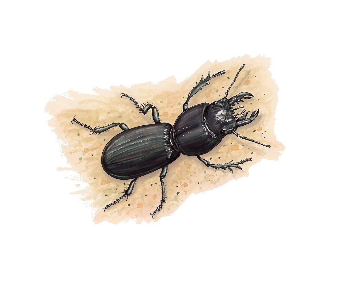 Ground beetle, illustration