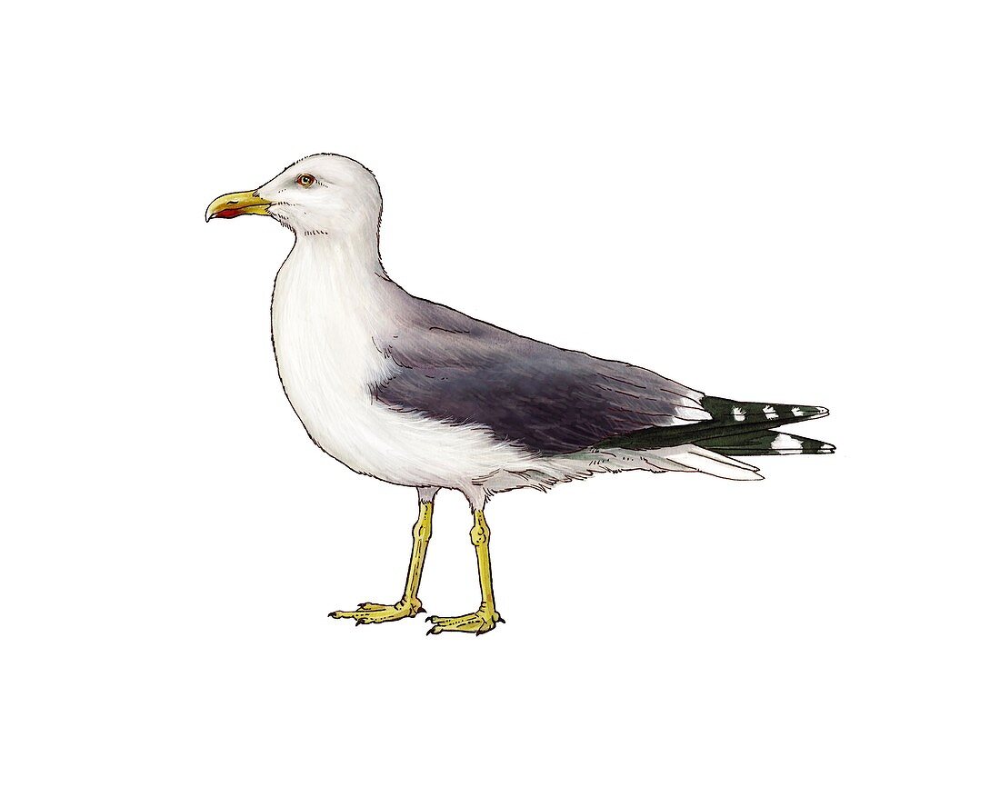 Yellow-legged gull, illustration
