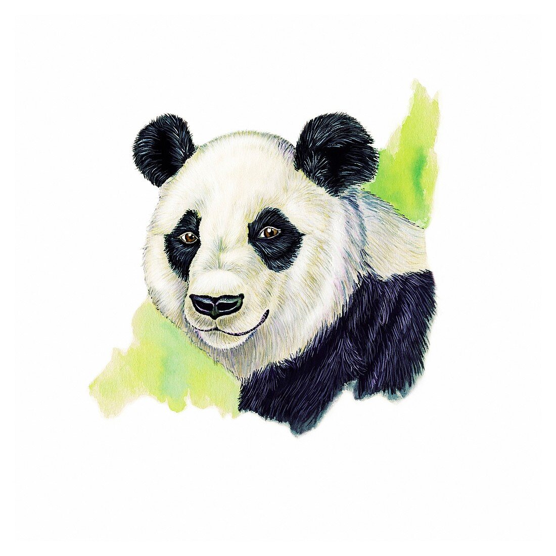 Giant panda, illustration