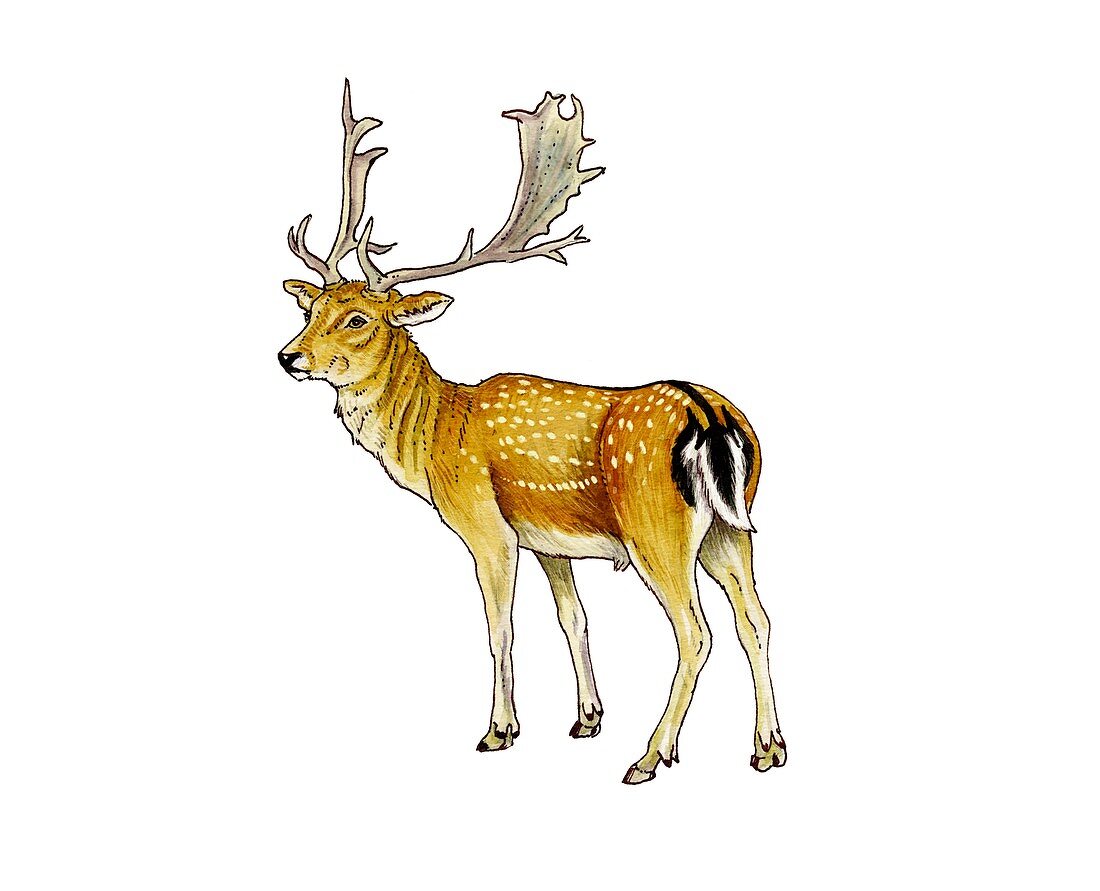 Fallow deer, illustration