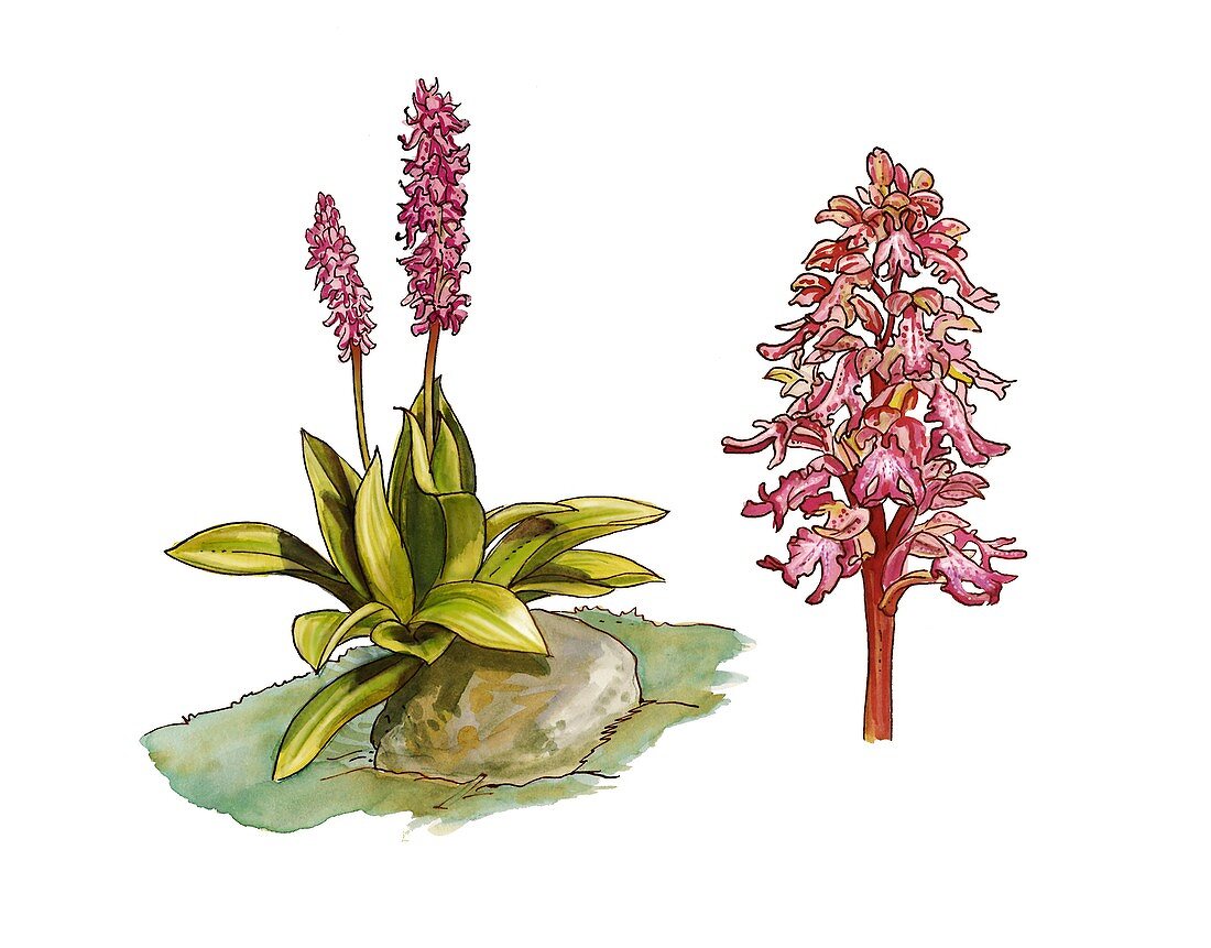 Himantoglossum robertianum, illustration