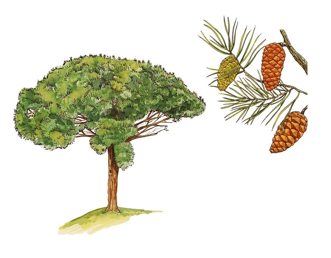 Stone pine Pinus pinea, illustration